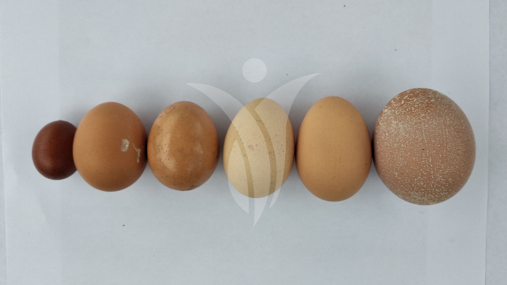 Huevos para ovoproductos Inagrofar 3